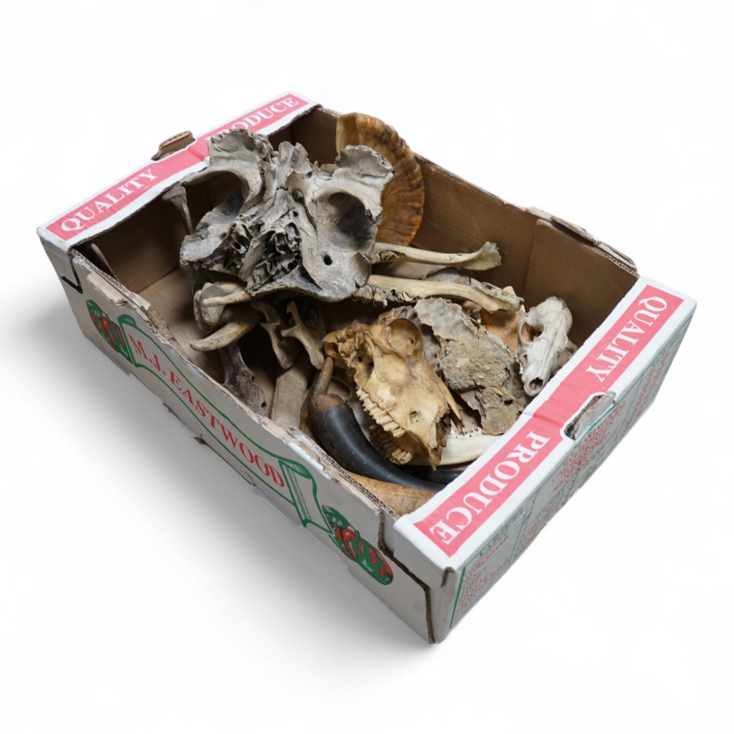 Science interest - a collection of horns, bones, fossils etc.